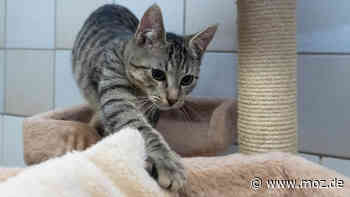 Vermittlung Tierheim Schwedt: Kleiner Kater Pius will wieder nach Hause - oder eine zweite Chance - moz.de