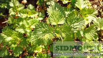 Dr Emma Pilgrim: Discover food you can forage locally - Sidmouth Herald