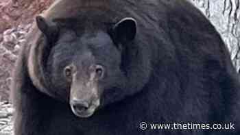 Cereal offender: Californian bear breaks into 28 homes to steal food - The Times