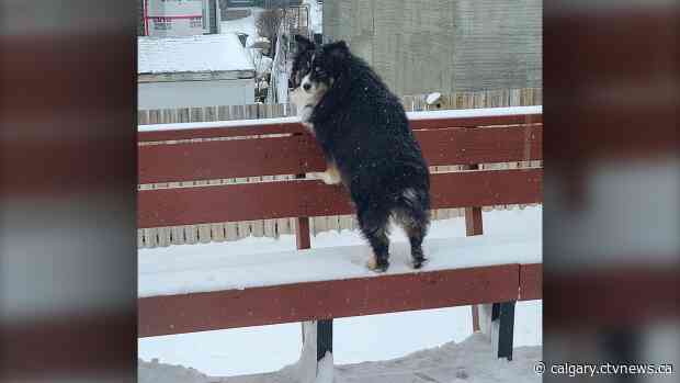 A few chilly day ahead for Calgary