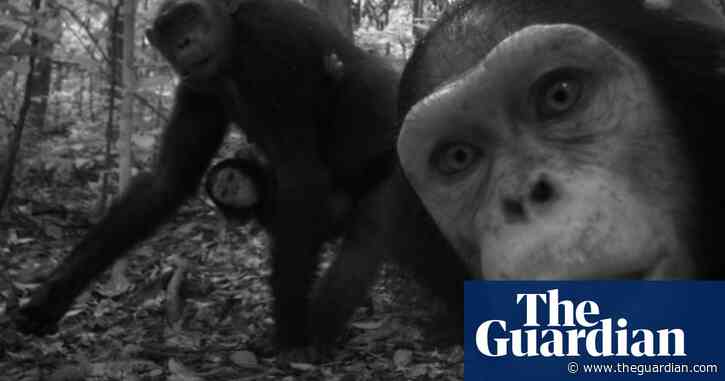 Five ways AI is saving wildlife – from counting chimps to locating whales