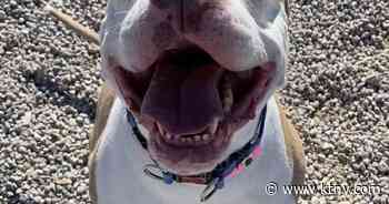 Pet of the week: Aurora - KTNV Las Vegas