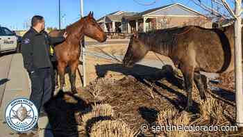Aurora cops saddled with 3 wandering horses in southeast Aurora - Sentinel Colorado