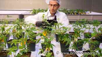 Aurora Cannabis reports $75.1M Q2 loss as revenues fall by 10% - BNN