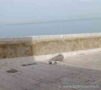 Termoli: Vandalismo nel borgo antico - Termoli Online
