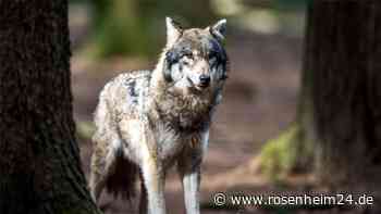 5000 Euro Eigenanteil für fünf Ziegen? Bauern ärgern sich über weniger Zuschüsse für Wolfsschutz