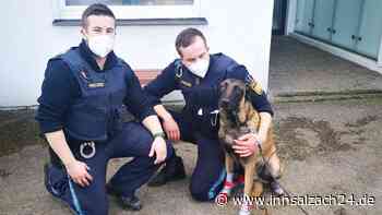 Polizeibeamte retten in Waldkraiburg Hund aus Innkanal