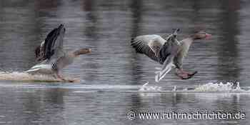 Geflügelpest im Kreis Coesfeld bei toter Graugans nachgewiesen - Ruhr Nachrichten