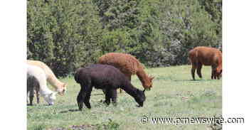 The Wild Animal Sanctuary Receives Crypto Currency Donation From Alpaca Finance To Help Rescued Animals