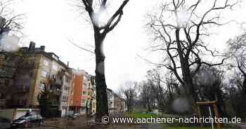 Rütscher Straße: Anwohner sehen Baumpflegearbeiten mit Skepsis