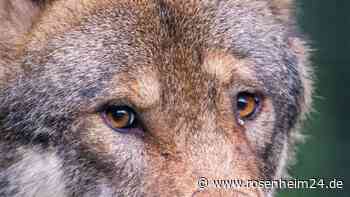 Bernauer Gemeinderat stellt sich beim Thema Wolf hinter die Bauern