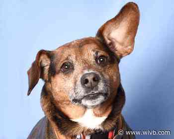 SPCA Monday: Bear Bear