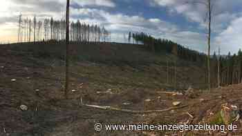 Alarmierende Daten: Fünf Prozent der Waldfläche weg