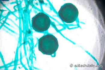 How Pathogens Learn To Be Pathogens: Partnerships Between Microbes Lead to Human Disease