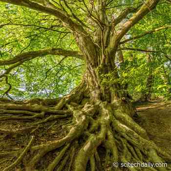 How Plants Evolved To Colonize Land Over 500 Million Years Ago