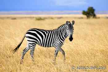 How Vacation Photos of Zebras and Whales Can Help Wildlife Conservation