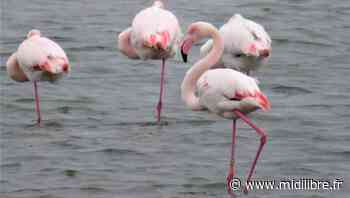Frontignan : un très vieux flamant rose peut en cacher un autre - Midi Libre