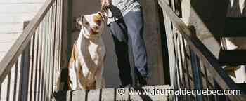 Derrière les plages de rêve du Cap, les combats de pitbulls