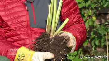 Andernach: Mehr Blumen im Vorgarten gegen Hitze im Sommer - SWR
