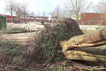 Fällaktion überstanden – den Sturm nicht