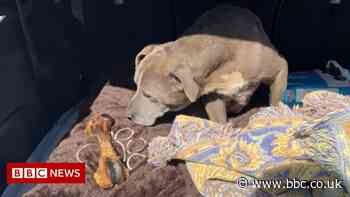 Missing dog Zoey reunited with owners after 12 years