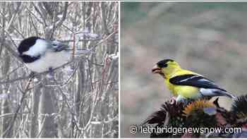 Grab your binoculars for this weekend's Great Backyard Bird Count - Lethbridge News Now
