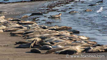 Record number of elephant seals descend on California beach