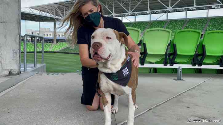 Meet some of Austin FC's 2nd season mascots looking for 'furever' homes