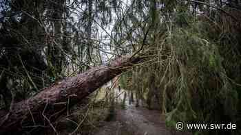 Nach Sturmtief "Antonia": Warnung in Ulm vor Waldspaziergängen - SWR