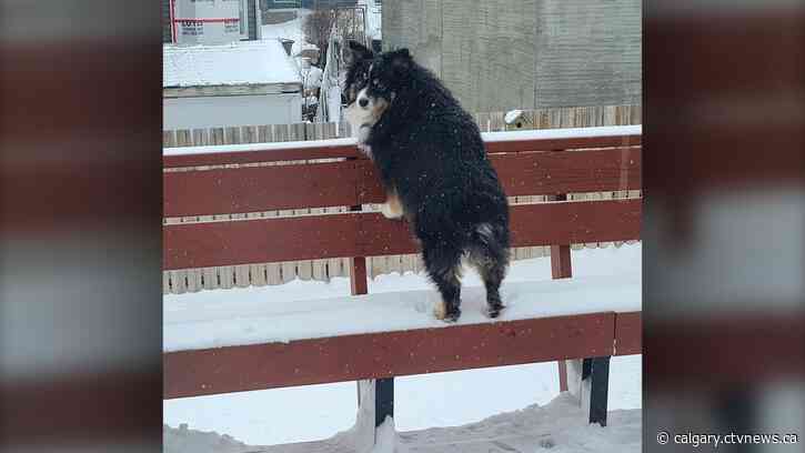 A few chilly days ahead for Calgary