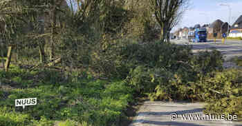 Zwaartepunt storm Eunice onder meer in Zottegem, Brakel, Herzele en Oudenaarde – “Ongezien aantal manschappen ingezet” - NUUS