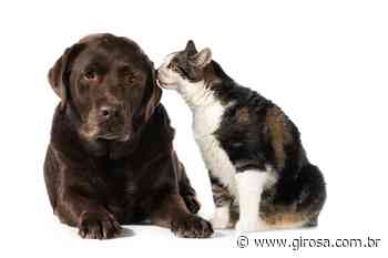 ​Pirapora do Bom Jesus realiza vacinação antirrábica em cães e gatos nesta terça-feira (22) - Giro S/A