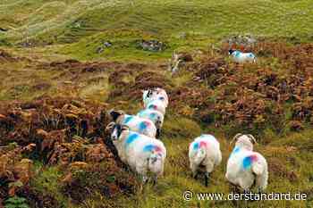 Harris-Tweed ist einer der gefragtesten Stoffe der Welt - DER STANDARD