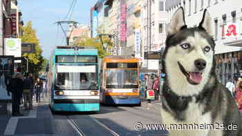 Mannheim: Hund vor Supermarkt geklaut – Polizei schnappt Obdachlose (21) - mannheim24.de