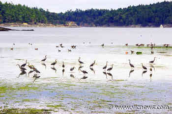 Motion to ban discharge of consumer fireworks in Sidney goes bust – Victoria News - Victoria News