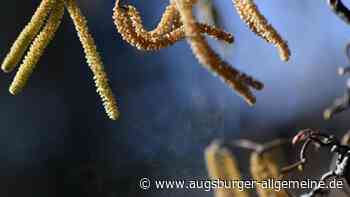 Alle Infos rund um Pollenflug und Pollenkalender - Was blüht wann? - Augsburger Allgemeine