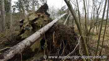 Sturmtief sorgt für umgestürzte Bäume und eine kuriose Verwechslung - Augsburger Allgemeine