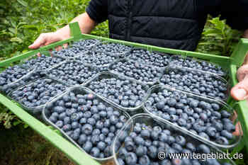 Beerenernte in Niedersachsen 2021 deutlich gewachsen - TAGEBLATT: Nachrichten aus Stade, Buxtehude und der Region - Tageblatt-online
