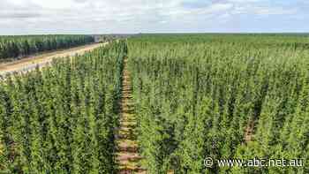 Industry hopes forestry commitments will ease construction timber shortage