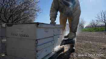Beekeepers turn to anti-theft technology as hive thefts rise - Belleville News-Democrat