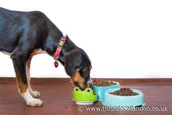 Dog food items recalled over Salmonella fears