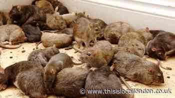 Rats 'the size of cats' could be sneaking through toilets of homes across UK