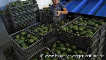 Gewalt in Mexiko betrifft auch Avocados