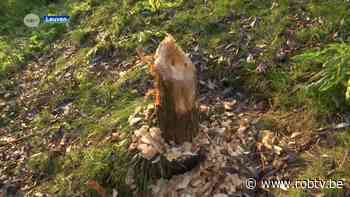 Bever aan het werk in Sluispark - robtv.be
