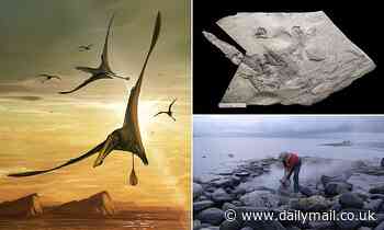 World's largest Jurassic pterosaur unearthed on the Isle of Skye