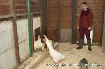 Lockdown für das Federvieh - Lampertheim - Nachrichten und Informationen - Mannheimer Morgen