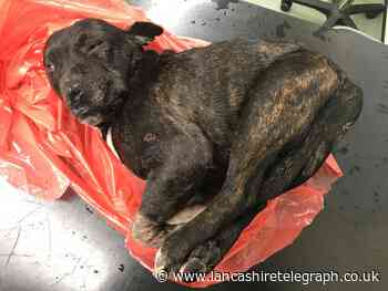 Dead dog ‘covered in wounds’ dumped at Chorley recycling centre
