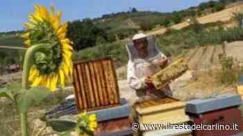 Genny e Marco, dalla città al piccolo paese Maiano per aprire un’impresa che lavora con le api - il Resto del Carlino