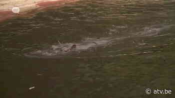 Antwerpen pakt verdroging van de stad aan - ATV