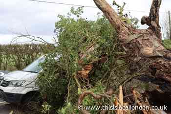 Tree clean up continues in Bromley following Storm Eunice damage